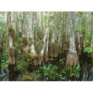  Cypress Swamp, Corkscrew Audubon Sanctuary, Naples 