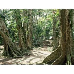  Sang Dragon, Mission a Morne Seychellois, Island of Mahe, Seychelles 