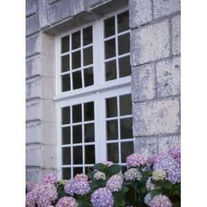  Purple Hydrangeas Blossoming by Stone Wall and Window of 