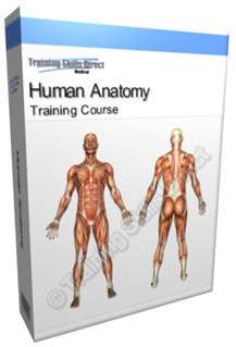 Human Anatomy Skeletal Muscular System Training Manual  