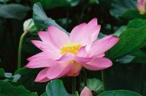 10 LIGHT PINK Lotus Seeds pond plants not water lily  