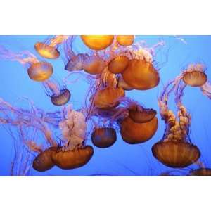  Jellyfish at the Monterey Bay Aquarium by Douglas Steakley 