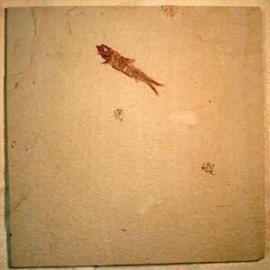  Green River Fm. Fossil Fish 12 in. Tile Knightia F0139 