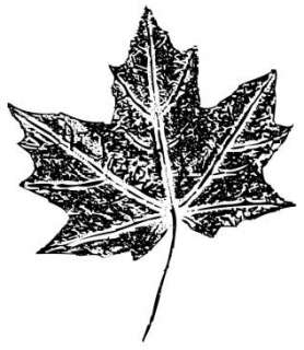 Mounted MAPLE LEAF rubber stamp #1  