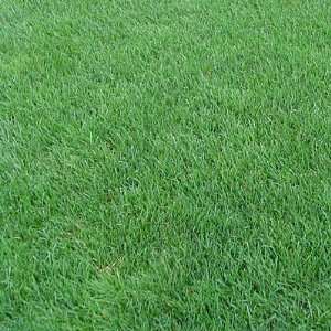  Dandy Perennial Rye Grass Seeds Patio, Lawn & Garden
