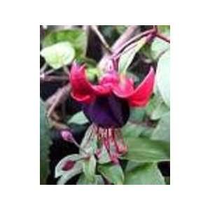  Fuchsia Lord Byron Plant Patio, Lawn & Garden