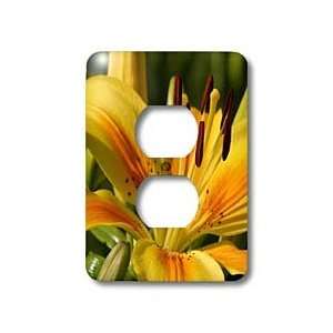  Taiche Photography   Flowers Yellow Lily   Light Switch 
