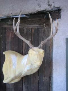   antlers whitetail moose elk taxidermy mount sheds craft bobcat  