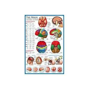  The Brain Anatomy Poster 