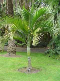 Umbrella Palm WHITE Waxy Stem LIVE Tree 20 24 inches  