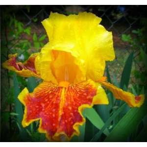  Michigan Pride Tall Bearded Iris Rhizome Iridaceae 1 