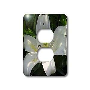    Lilies   White Lily   may birth flower, birth flower, lily 